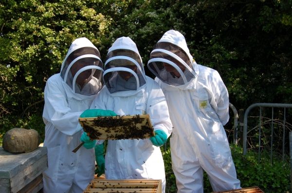 Bees for British Expo 2015 - image 2