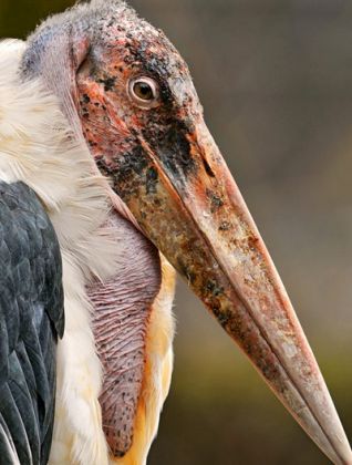 Marabou stork escapes from Rome's Biopark - image 2