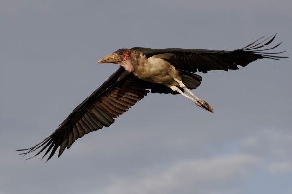 Marabou stork escapes from Rome's Biopark - image 1