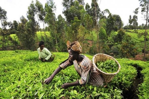 FAO reports progress in eradicating hunger - image 1