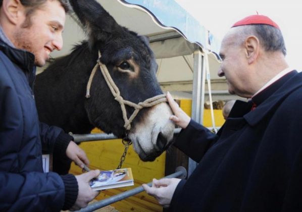 Blessing of the animals in St Peter's Square - image 1