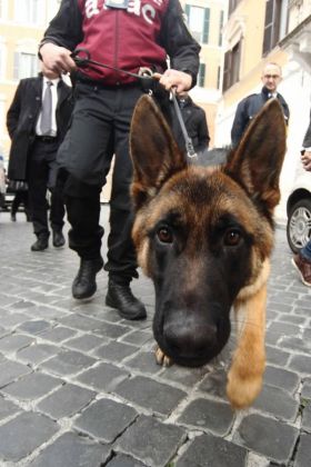 Guard dogs at Rome's busiest metro stations - image 2