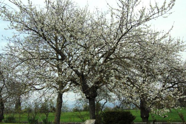 Only for lovers of highest quality uncontaminated countryside living in Sarteano (Siena)  170 km North of Rome. - image 9