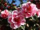 The secret camellia gardens of Velletri - image 3