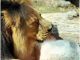 Rome zoo animals cool down - image 4