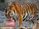 Rome zoo animals cool down - image 1