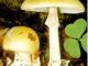Poisonous mushrooms - image 2