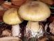 Poisonous mushrooms - image 1