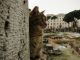 Rome cat sanctuary gets eviction order - image 1