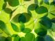 St Patrick’s Day in Rome - image 2