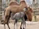 Amelia the baby camel - image 2