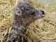 Amelia the baby camel - image 1