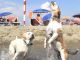 Rome’s dog-friendly beach reopens - image 2