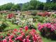 Rome’s rose garden - image 3