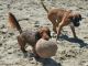 Rome’s dog-friendly beach reopens - image 4