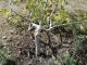 Vandals destroy 60 trees in Garbatella park - image 2