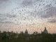 No funds to deal with Rome's starlings - image 3