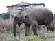 Runaway elephant in Rome - image 1