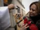 Blessing of the animals in St Peter's Square - image 2