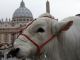 Blessing of the animals in St Peter's Square - image 1