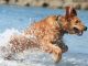 Rome’s dog-friendly beach reopens - image 2
