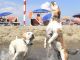 Rome’s dog-friendly beach reopens - image 4