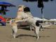 Rome’s dog-friendly beach reopens - image 3