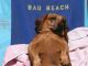 Rome’s dog-friendly beach reopens - image 1