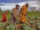 FAO reports progress in eradicating hunger - image 2