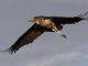Marabou stork escapes from Rome's Biopark - image 1