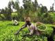 FAO reports progress in eradicating hunger - image 1