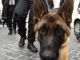 Guard dogs at Rome's busiest metro stations - image 2