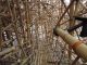 Last chance to climb MACRO's Big Bambú - image 2