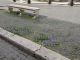 Rome: Grass grows in deserted Piazza Navona - image 9