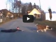 St. Bernard dog drags child across road