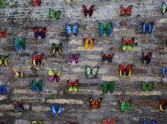 Butterflies on Tiber Island