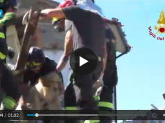 Dog Rescued From Rubble 9 Days After Earthquake in Amatrice