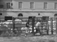 Rome in 1949 - Domenica d'agosto