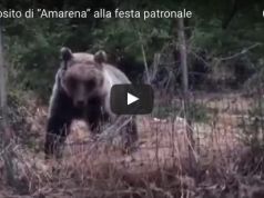 Wild Bear in Abruzzo