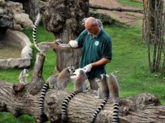 Rome's Bioparco