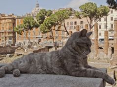 Rome's cat sanctuary