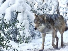 Big freeze at Rome's Bioparco