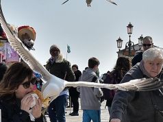 Easter seagull in Venice