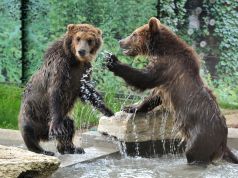 Rome's Bioparco welcomes three brown bear cubs