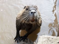 Nutria: Rome's giant river rodent