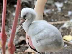 Rome's Bioparco welcomes baby flamingo