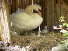 Ninfa Gardens welcome six baby cygnets