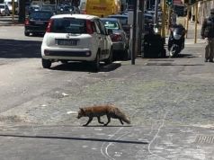 Fox spotted on Via Gregorio VII in Rome