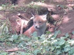 Fox cub on Rome's Nuovo Salario