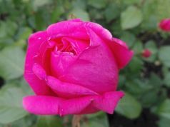 Rome's most beautiful rose